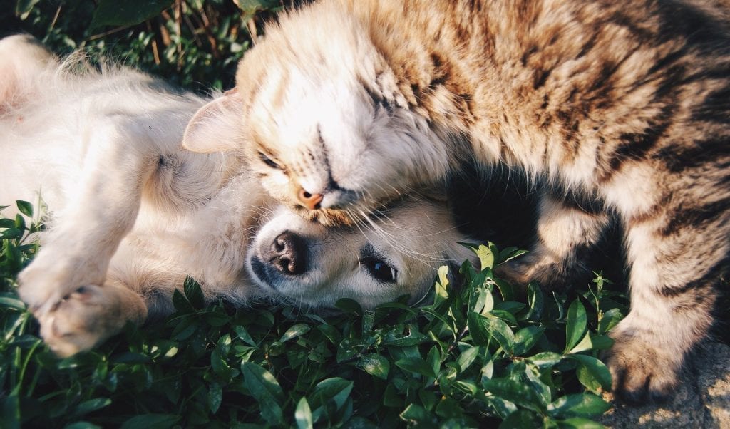 a cat and a dog playing together.